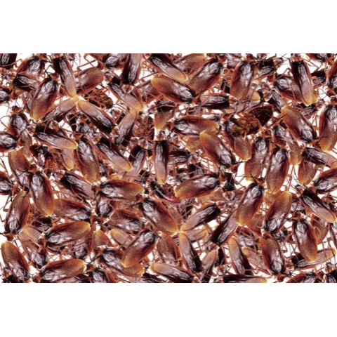 ゴキブリ駆除前