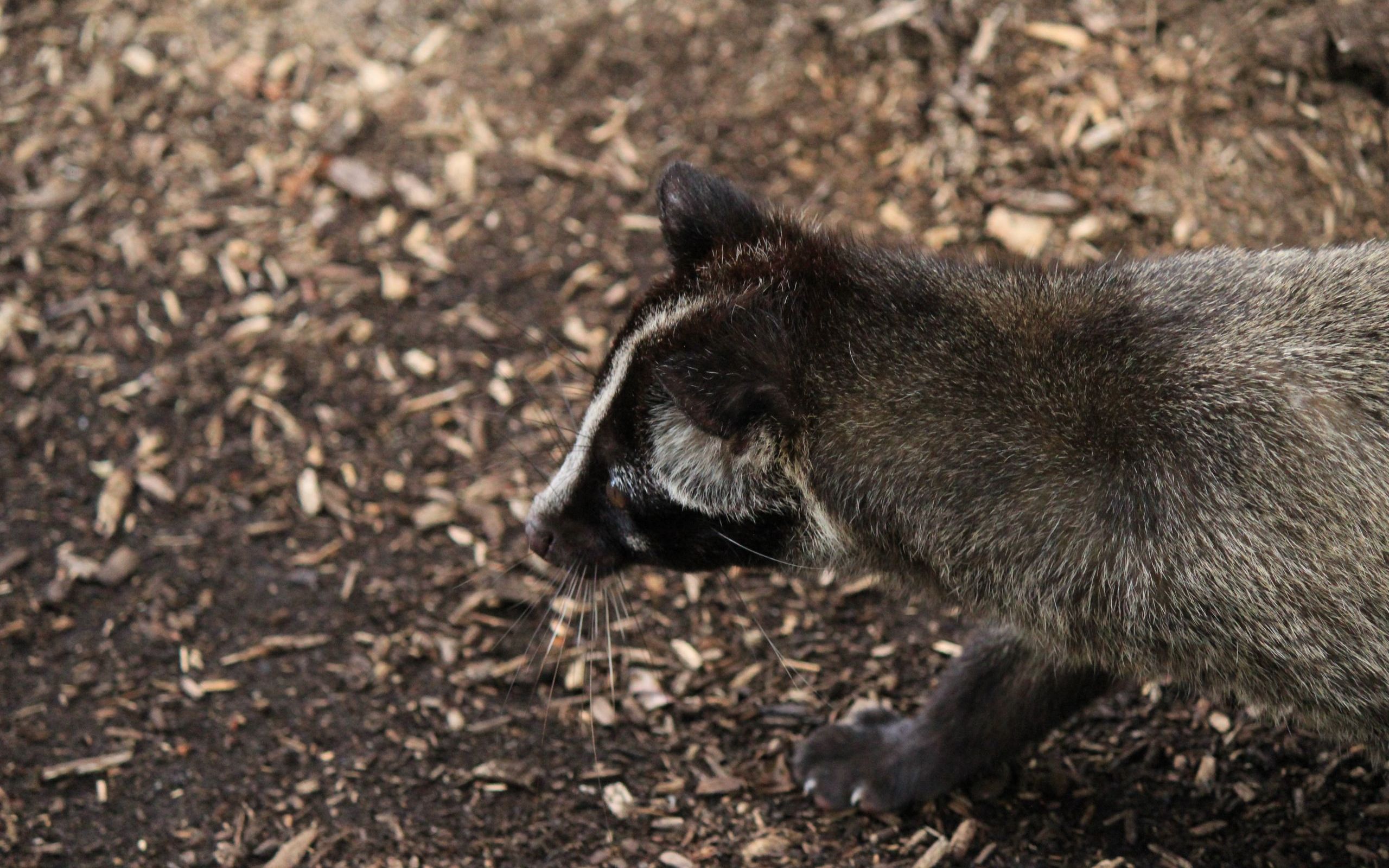ハクビシン駆除