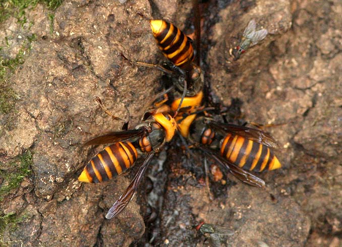 スズメバチ駆除